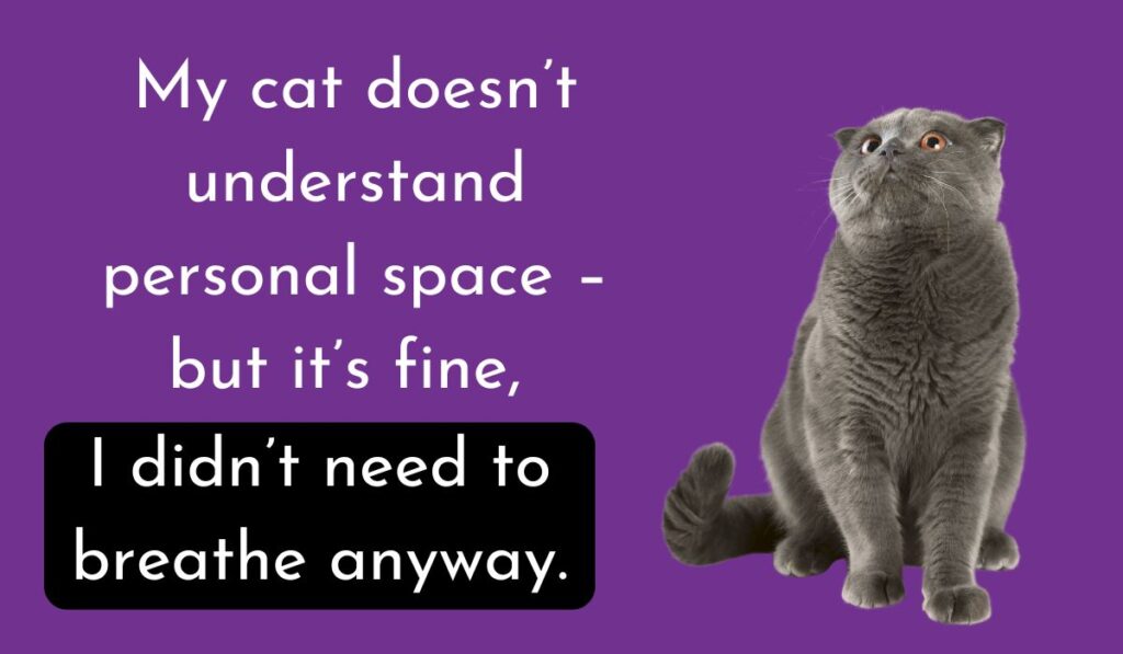 40 Hilarious Cat Quotes That Perfectly Capture Life with a Cat 😹