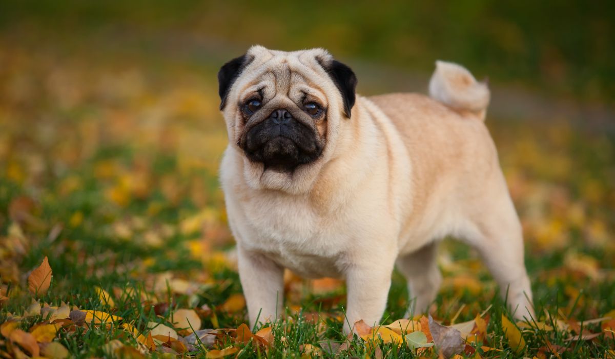 Small High Stray Low Maintenance Dogs For Apartments preview