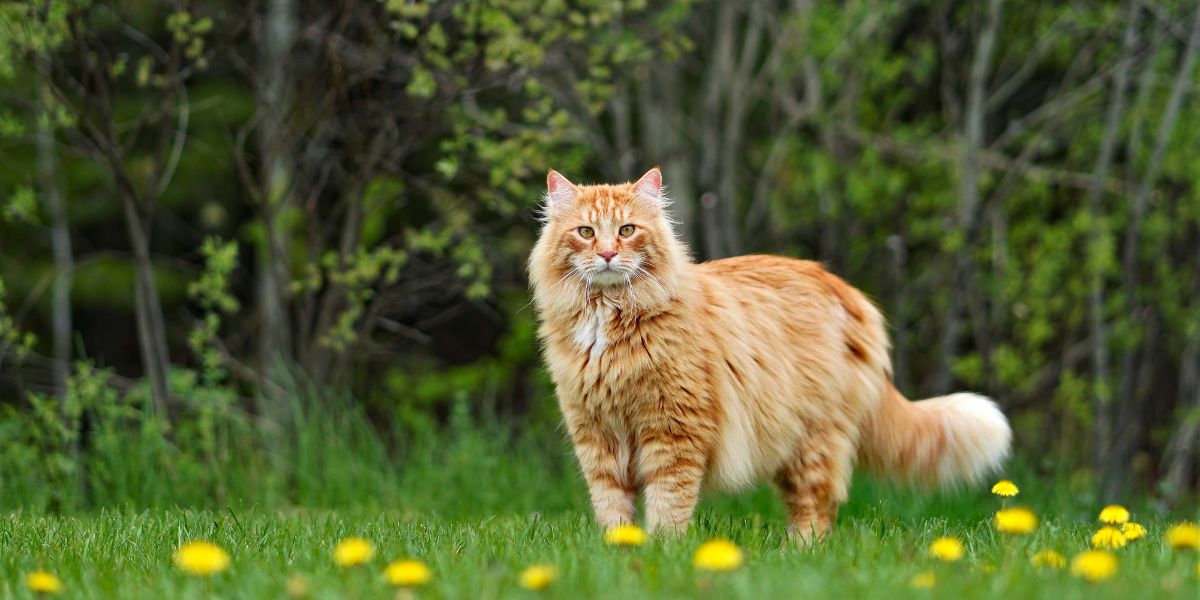 Large Domestic Cat Breeds: Care Tips and Popular Choices