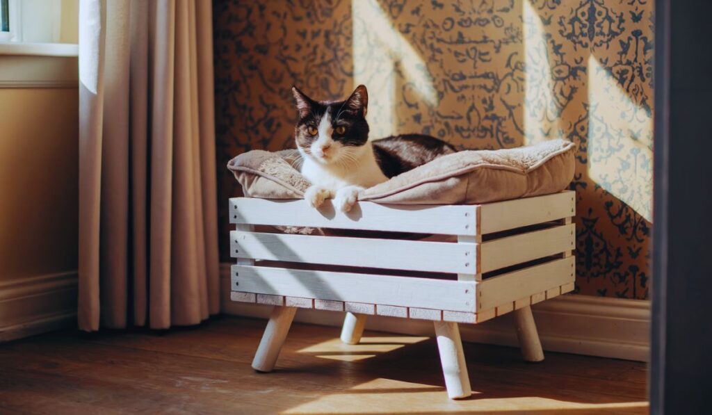 DIY Cat Bed Ideas That Look Cute and Cost Next to Nothing Pawesomeverse