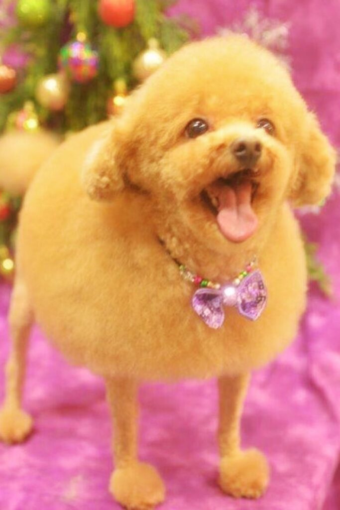 22 Adorable Toy Poodle Haircut Styles That Will Make You Swoon