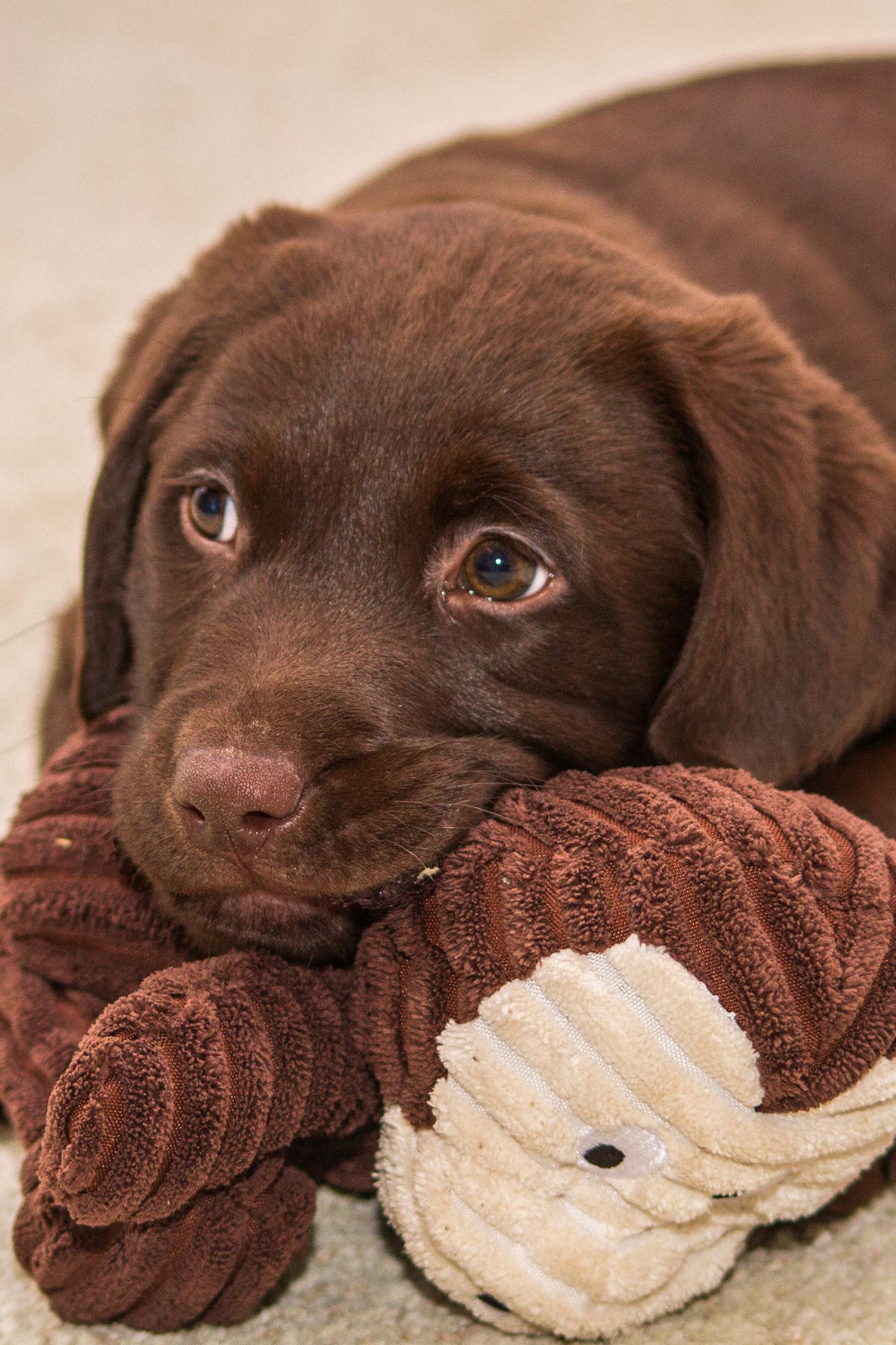 Picture of Crate Training Puppy: The Complete Guide to Success