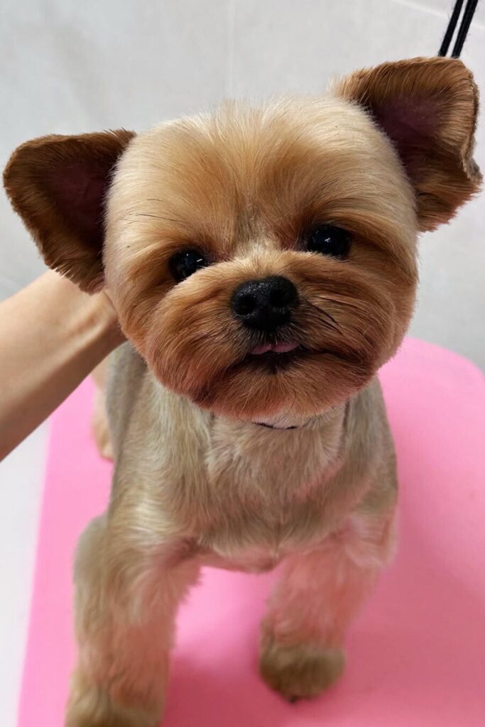 adorable-yorkie-haircuts-that-ll-make-you-want-to-book-a-grooming